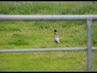 2012-06-12 009-border  Overal fazanten